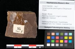 Foto (Objekt + Etikett) von Sphaerococcites parschlugianus Ettingshausen (NHMW-GEO-2024-0188-0095)